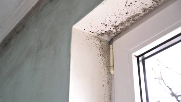 Best Mold Testing and Inspection Services in South Hill, WA