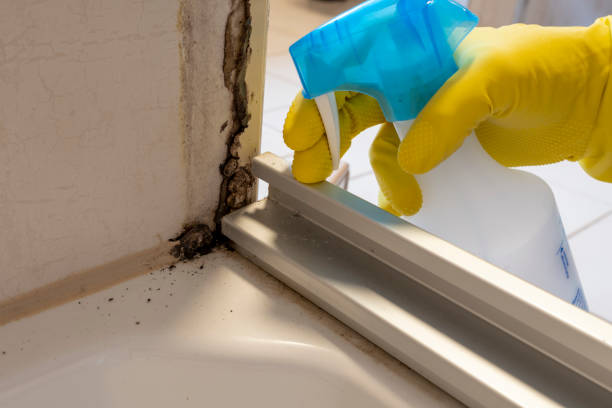 Best Attic Mold Remediation in South Hill, WA