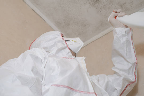 Best Crawl Space Mold Remediation in South Hill, WA