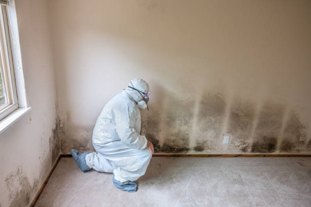 Best DIY Mold Remediation Support Services in South Hill, WA