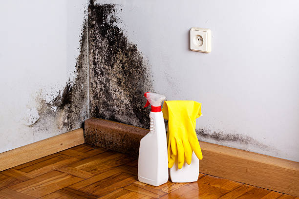 Best Kitchen Mold Remediation in South Hill, WA